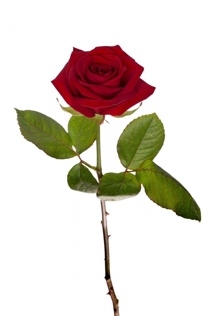 A single long-stemmed red rose with green leaves on a white background